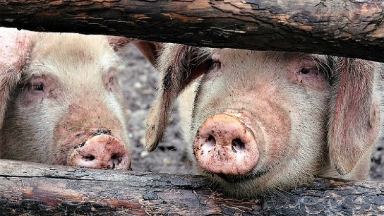 За агенцията по храните избиването на прасетата е "доброволно усвояване на месо"