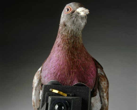 ЦРУ разсекрети програма за гълъби-шпиони от епохата на Студената война