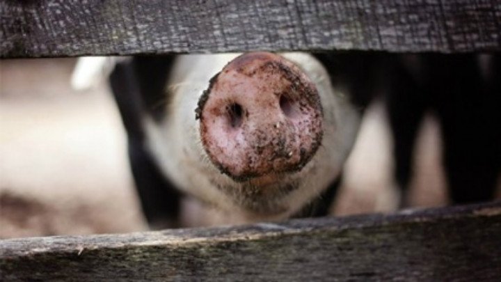 Започва изплащането на обезщетения заради африканската чума по свинете