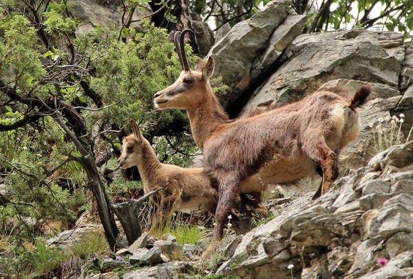 WWF: Разширяването на туристическите зони в Пирин заплашва и дивите кози
