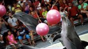 Протестиращи поискаха закриване на делфинариума във Варна