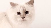 Битка за контрола над Инстаграм профила на котката на Карл Лагерфелд
