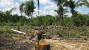 В Амазония фермерът Аурелио Андраде сече гори, "за да оцелее"