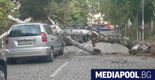 Голямо дърво падна и смачка паркиран автомобил в центъра на