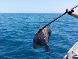 Увеличена е българската квота за улов на калкан в Черно море