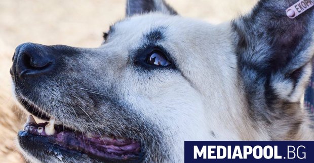 Нов дом и стопани намериха 717 кучета от приютите на