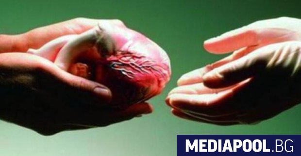 Даването на съгласие от близките на човек в мозъчна смърт