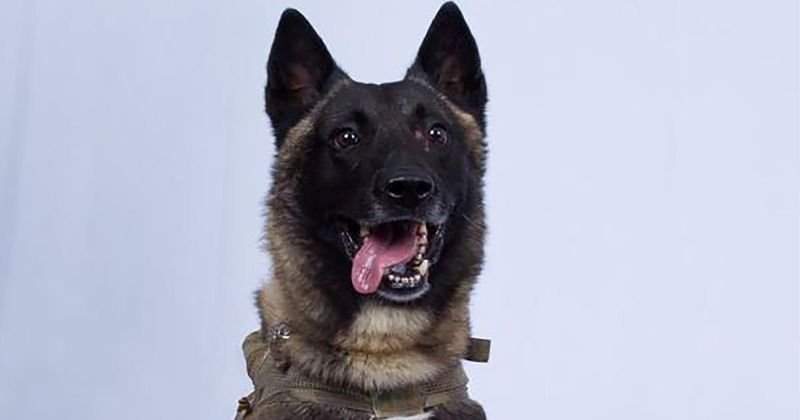Тръмп показа кучето, участвало в операцията по ликвидирането на Ал Багдади