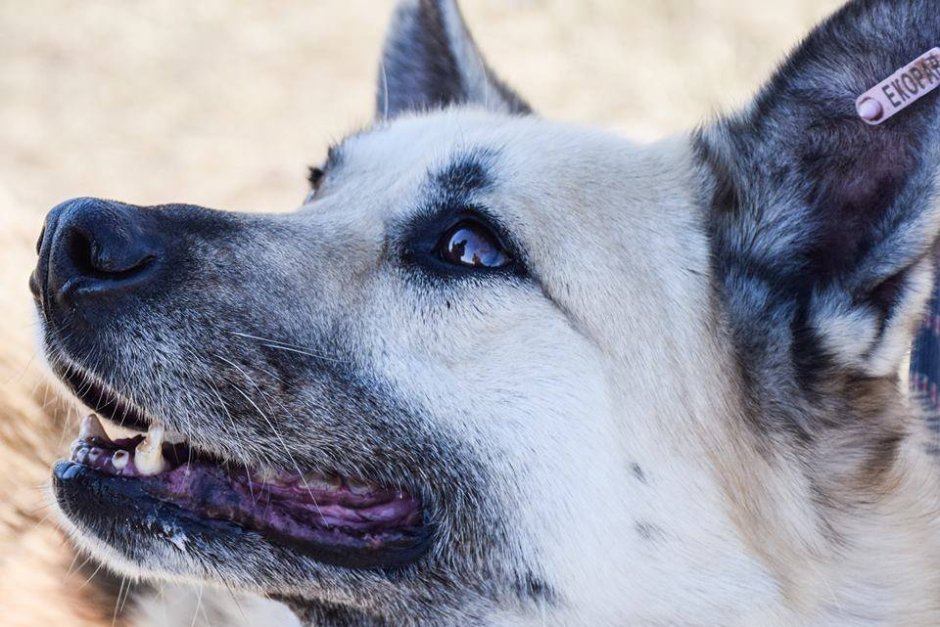 Над 700 кучета от столичните приюти са осиновени през 2019 г.