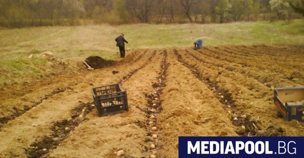 За втора поредна година производството в селското стопанство намалява отчита