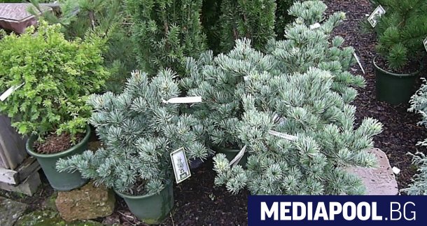 Общо 6910 живи елхички бяха продадени по време на благотворителната