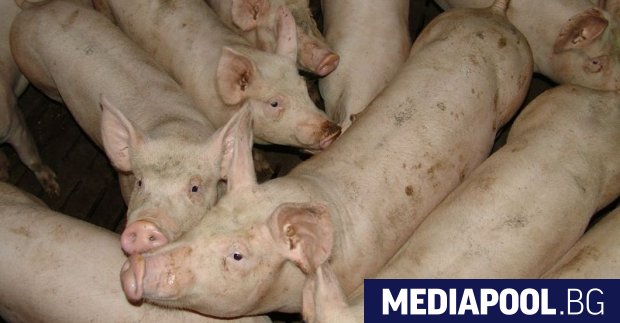 Започва умъртвяването на 24 500 прасета от заразения с африканска