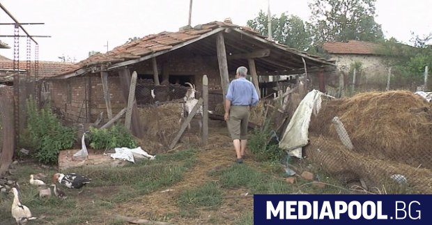 Африканската чума по свинете все още не е отминала каза