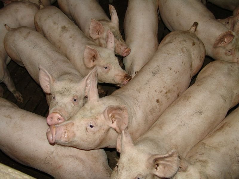 Започва умъртвяването 24 500 прасета в Никола Козлево заради африканска чума