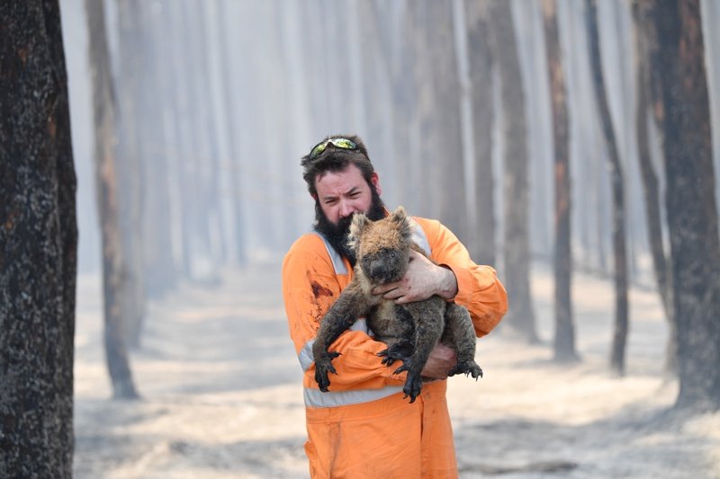 Половин милиард са загиналите животни в австралийските пожари