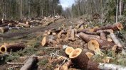 Между 1/3 и 1/4 е незаконният дърводобив у нас, масово в ЕС липсва контрол