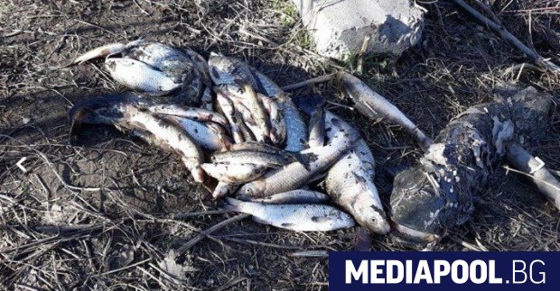 Стотици мъртви риби изплуваха в събота сутринта от река Марица