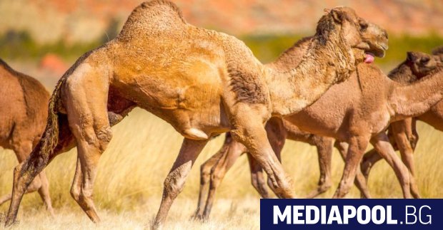 Хиляди камили ще бъдат избити в Южна Австралия от снайперисти