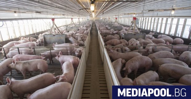 Четири нови огнища за африканска чума при свинете са открити