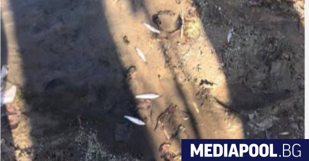 Няма опасност за питейната вода на Пловдив въпреки замърсяването на