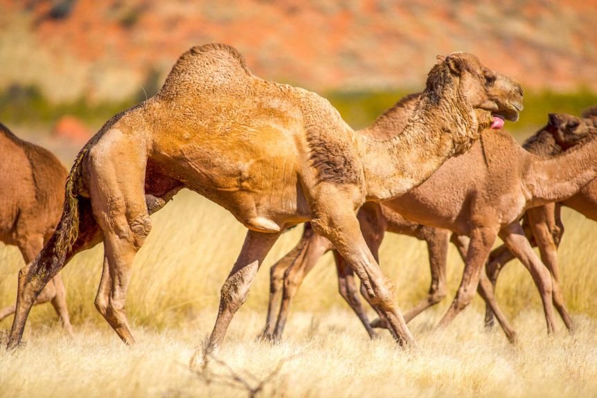 Хиляди камили ще бъдат избити в Австралия заради пожарите