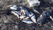 Мъртви риби изплуваха от Марица