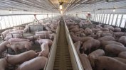 Африканската чума засегна свинекомплекс и във Варненско