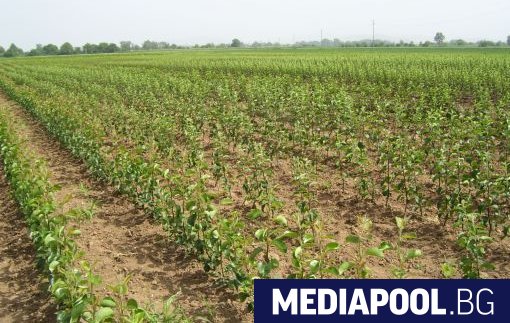 Държавен фонд Земеделие ДФЗ ще лови измамите със заявяваните за