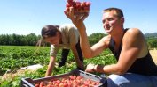 Британски министър иска нова схема за сезонни работници в земеделието