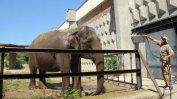 Столичният зоопарк затваря до второ нареждане