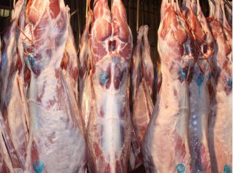 Прокуратурата нареди на БАБХ започнати от дни проверки на яйца и агнешко