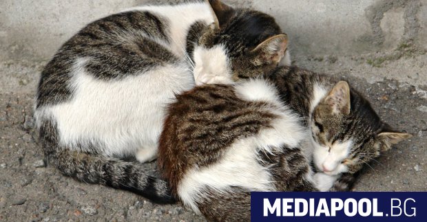 Британски ветеринари препоръчаха котките да не излизат от дома като