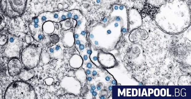 Коронавирусът може да остане жизнеспособен до 3 дни и дори