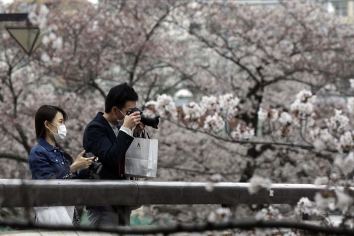 В Токио бе отменено традиционното любуване на цъфналите вишни
