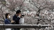 В Токио бе отменено традиционното любуване на цъфналите вишни