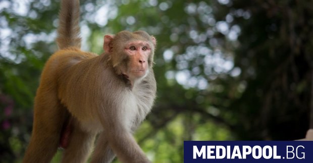 Експериментална ваксина за първи път е осигурила защита на маймуни