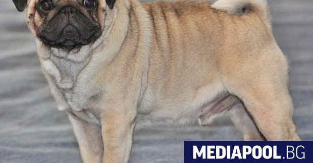 Куче от породата мопс в американския щат Северна Каролина даде