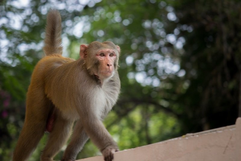 Лекарство срещу ебола спира развитието на Covid-19 при маймуни