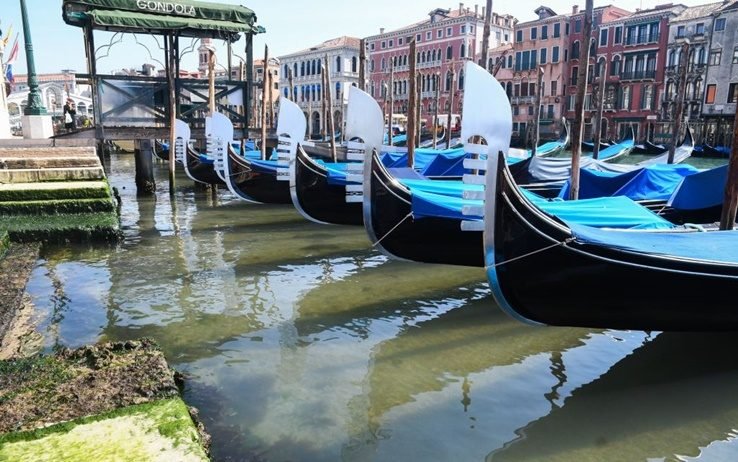Медузите – поредните "възвращенци" във венецианските канали