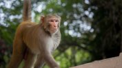 Китай: Експериментална ваксина срещу коронавирус е осигурила защита на маймуни