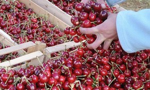 Предвижда се държавна помощ за изкупуване на череши