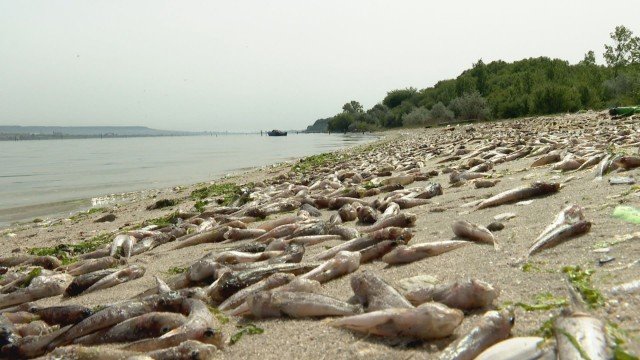 Огромни количества мъртва риба изхвърлиха водите на Варненското езеро, сн. бТВ
