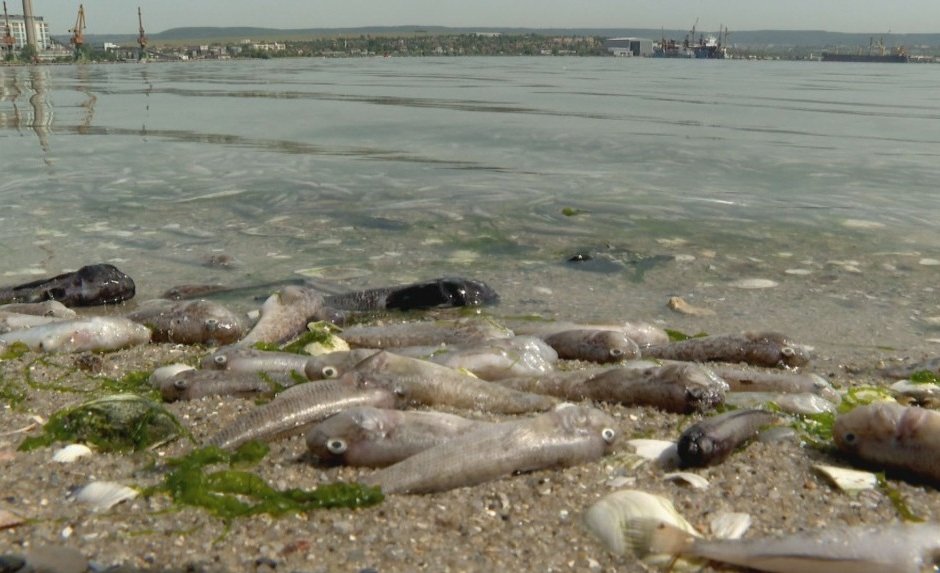 Замърсяване с амониев азот е избило рибата във Варненското езеро