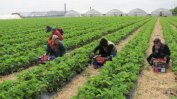 Кризата с новия коронавирус разпалва напрежения за мигрантския труд в Европа