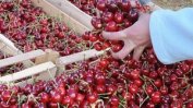 Държавата подпомага с 1 млн. лв. преработвателите на български череши