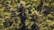 Полицията откри оранжерия с марихуана в пазарджишко село