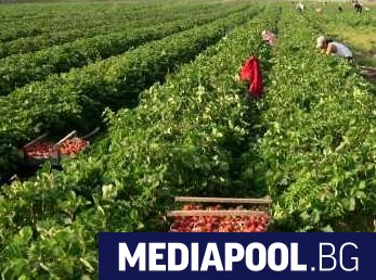 Безработните които сключат трудов договор за краткотрайна сезонна селскостопанска работа