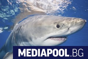Седемнайсетгодишно момче загина в Австралия при нападение от акула съобщи