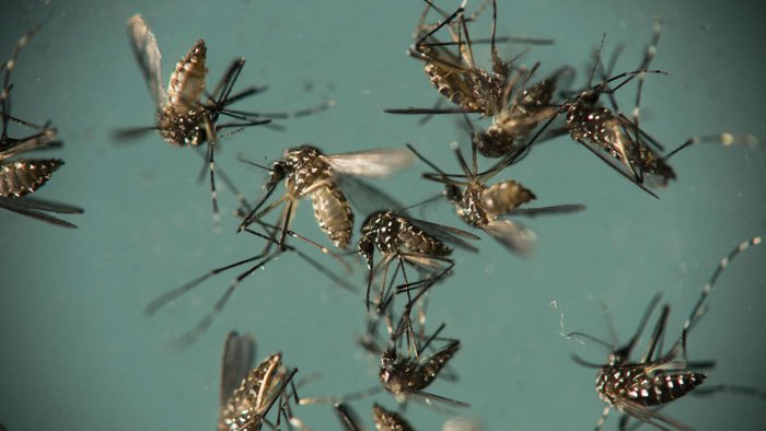 Комарите не предават коронавируса, установява италианско изследване