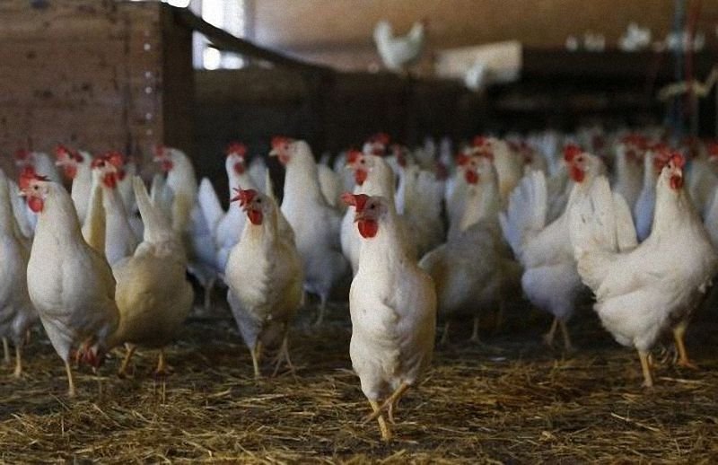 Нов скандал с избити 174 000 здрави кокошки